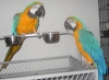 Two Home Raised Blue And Gold Macaws For Sale